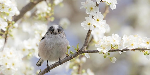 Imagem principal de (Not quite) Dawn Chorus Walk