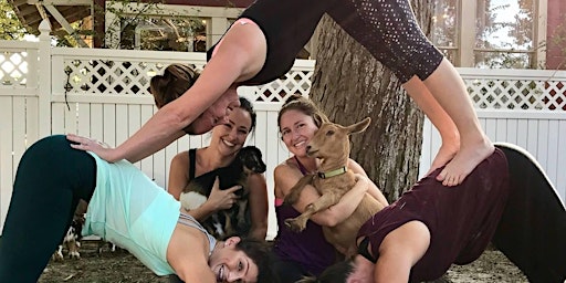 Goat Yoga Houston supporting Alzheimer's at Axelrad March 28th at 6pm