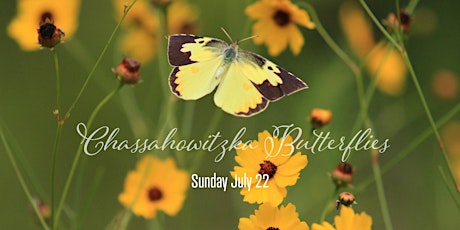 R • A• W  Photography Series | Chassahowitzka Butterflies primary image