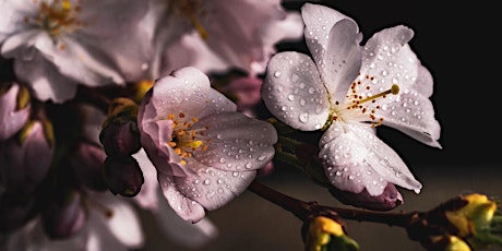 Artfully Explore Cherry Blossom Festivals around the World