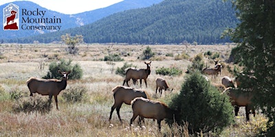 Image principale de Fall Color Elk Tour in Rocky Mountain National Park