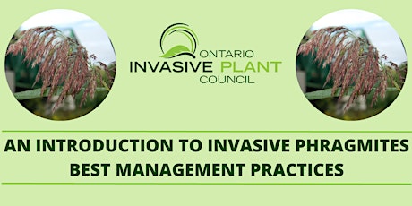 An Introduction to Phragmites Best Management Practices (VIRTUAL WORKSHOP) primary image