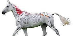 Imagem principal do evento How to Prevent and Alleviate Neck and Back Pain For Your Equine Partner