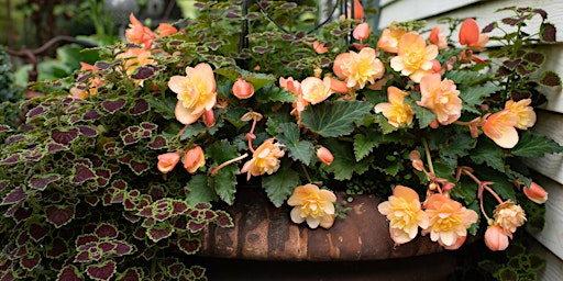 Garden Planters for Mom Workshop primary image