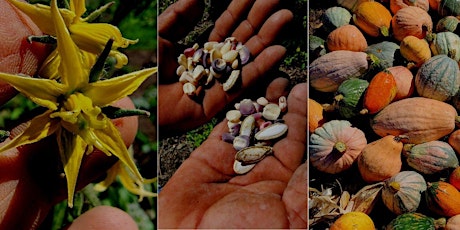 Securing our Local Food Future with Collaborative Seed Saving primary image
