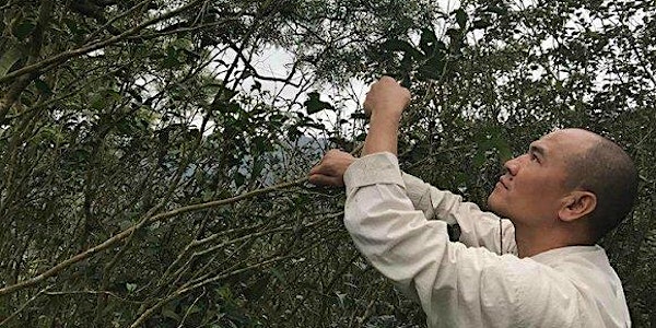 Thee zoals de natuur ze bedoeld had: ontmoet theeboer Gao