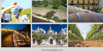 TOUT ESCLUSIVO IN CANTINA E TRA I VIGNETI DEL SALENTO TOUT ESCLUSIVO IN CANTINA E TRA I VIGNETI DEL SALENTO