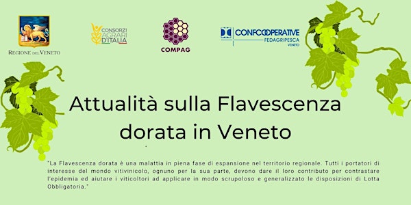 Attualità sulla Flavescenza dorata - PONTE DI PIAVE