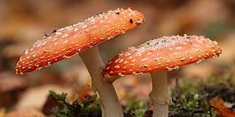 Beginners' Guide and Introduction to Fungi