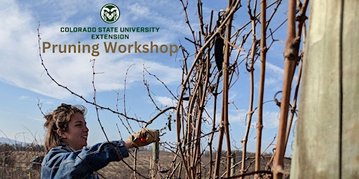 Image principale de Grand Junction Grape Pruning Workshop