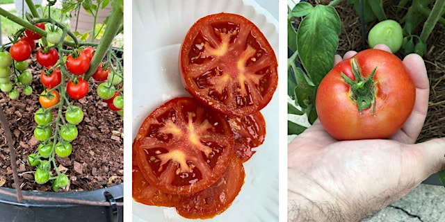 FAST Class: Growing Fall Tomatoes primary image