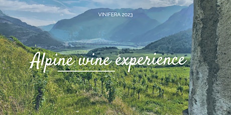 Immagine principale di Alpine wine experience 