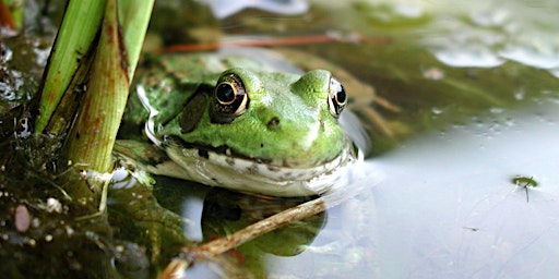 Froggy Fun! - April 13