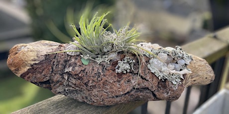 Celebrate Earth Day by creating Driftwood Air-plant Art