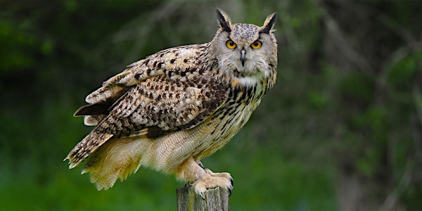 Falcon Photography - In the Field with The Falconer / Saturday, May 11