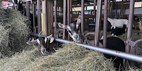 Imagem principal de Tup's Crossing Farm Goat Dairy Tour