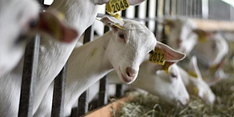 Imagen principal de Ayers Brook Goat Dairy Farm Tour
