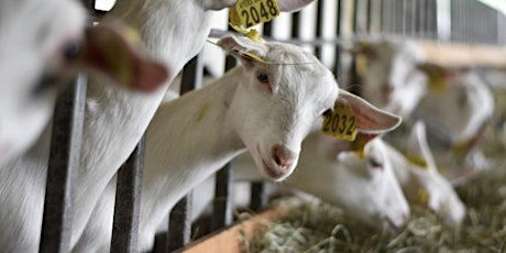 Ayers Brook Goat Dairy Farm Tour primary image