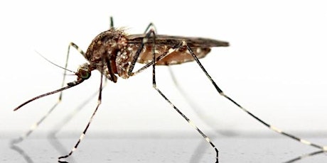 Webinar: Using Heterogeneous Data to Predict Mosquito-borne Disease Spread