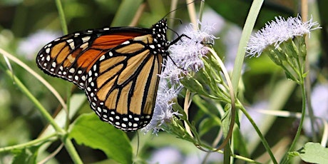 Migration Celebration – Meet the Monarchs