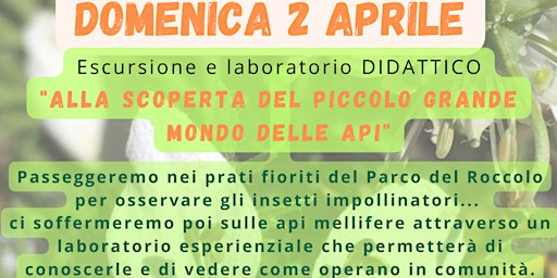 ALLA SCOPERTA DEL PICCOLO GRANDE MONDO DELLE API
