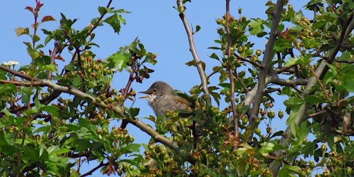 Primaire afbeelding van Dawn Chorus Walk