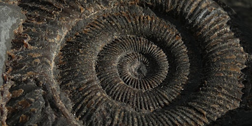 Fossil Fun primary image