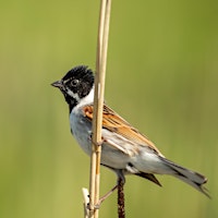 Ga mee 'OpStap' vogels kijken in het Wierdense veld primary image