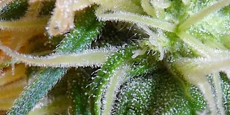 Houston: Cannabinoids: What do we know?  primary image