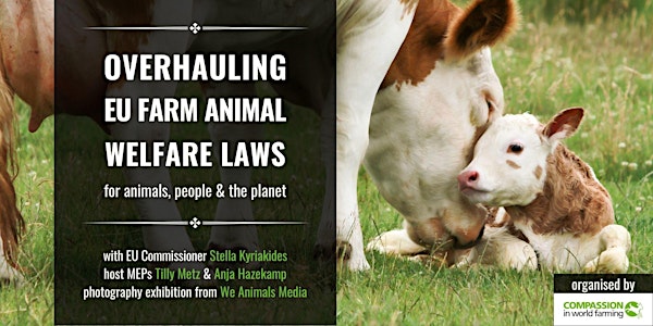 Overhauling EU farm animal welfare laws