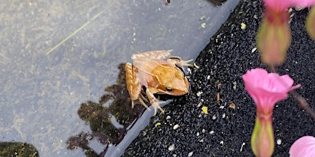 Back to Nature - Ponds at the Henry Brown Centre