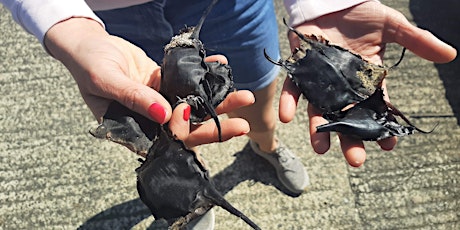 Shark-egg hunt - Love Nature Festival primary image