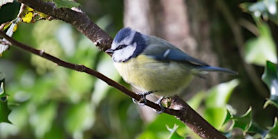 Beginners Bird Watch at Turlin Moor Recreation Ground