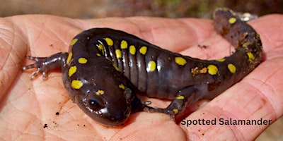 Image principale de Vernal Pool Exploration for All at Distant Hill