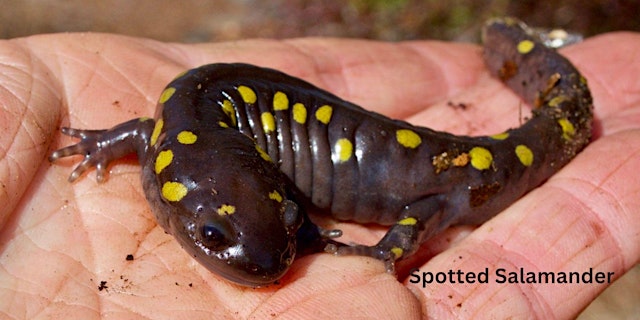 Image principale de Vernal Pool Exploration for All at Distant Hill