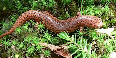 Celebrate Salamanders in Highbridge Park’s Natural Areas primary image