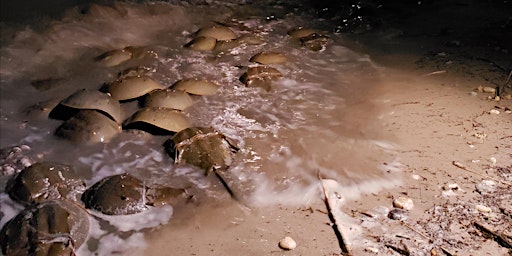 Imagem principal de Horseshoe Crab Spawning Survey Site Captain Training