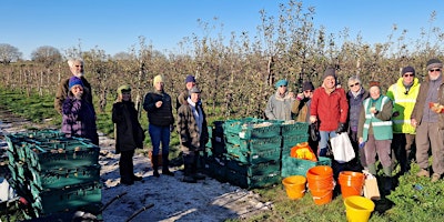 Kent Gleaning Collective - info session Tuesday 6 June 2023  primärbild