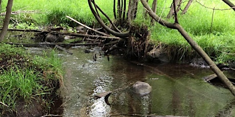 Hanlon Creek Twilight Tour with Speed Valley Trout Unlimited (July 23) primary image