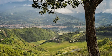 Pantaleone: vini di altura dalle Marche