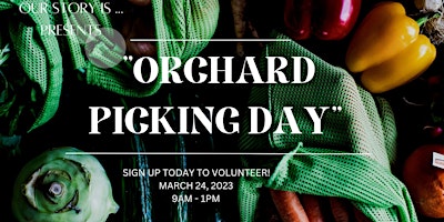 Image principale de Our Story Is "Volunteer Orchard Picking Day"