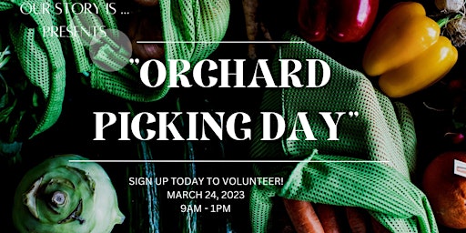 Primaire afbeelding van Our Story Is "Volunteer Orchard Picking Day"