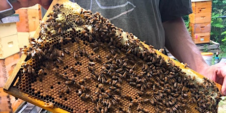 Beekeeping Lesson - Intro To Beekeeping  - Online Via Zoom