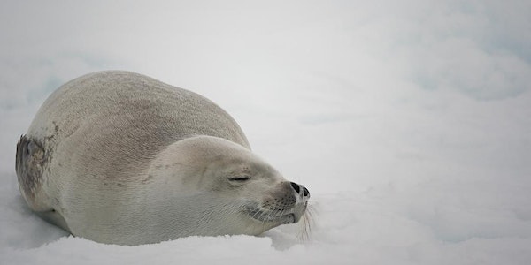 Photographing Antarctica - An Epic Journey - A "Storytelling" talk