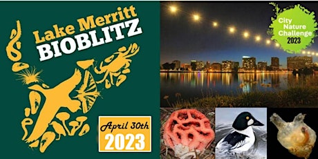Lake Merritt Bioblitz - City Nature Challenge 2023