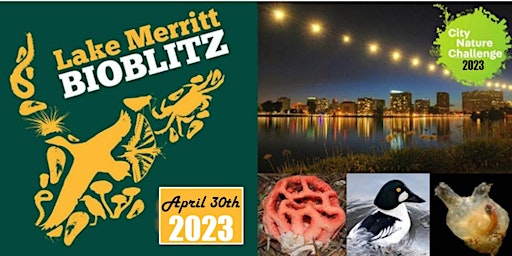 Lake Merritt Bioblitz - City Nature Challenge 2024_Table on April 27th primary image