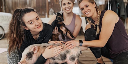 Yoga with Adoptable Pigs (Downward Dog & Little Hogs)
