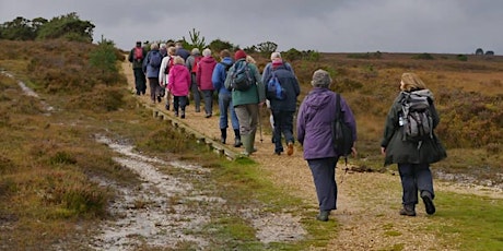 New Forest Walk primary image