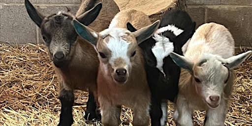 Baby goat snuggles along with our sweet herd on 3 acres in Lovettsville, VA