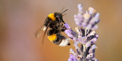 Pollinators of the UK primary image